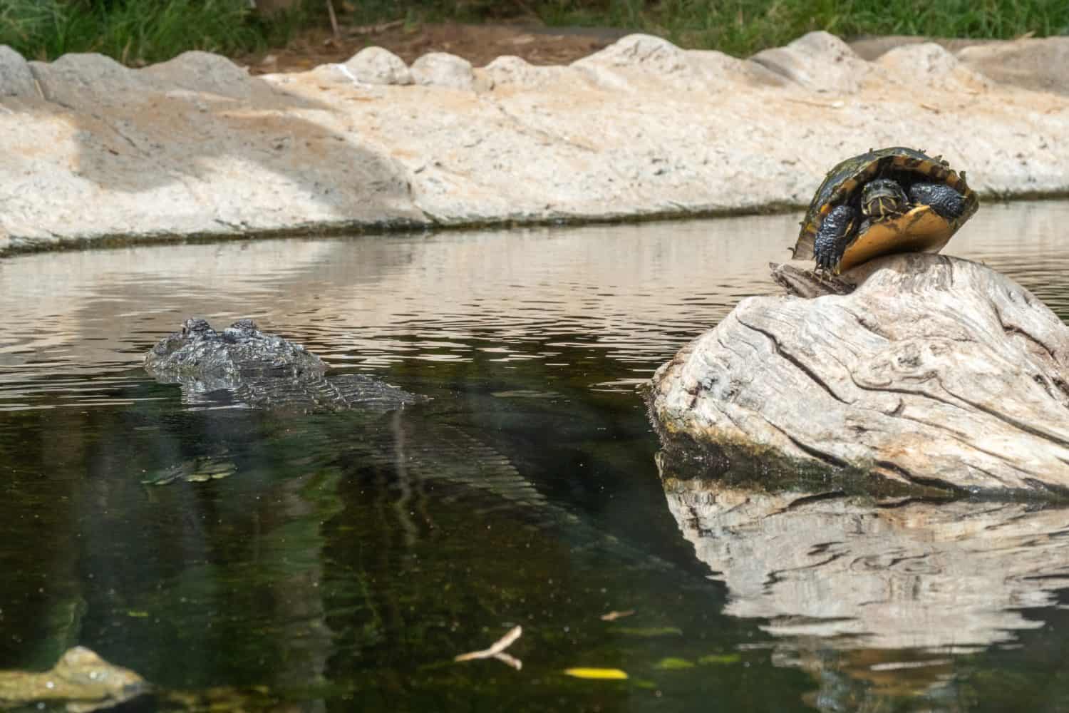 Turtle and alligator by tranquil pond: wildlife scene capturing nature's harmony.