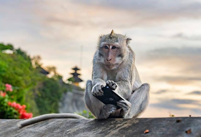 Monkey near Uluwatu temple in Bali