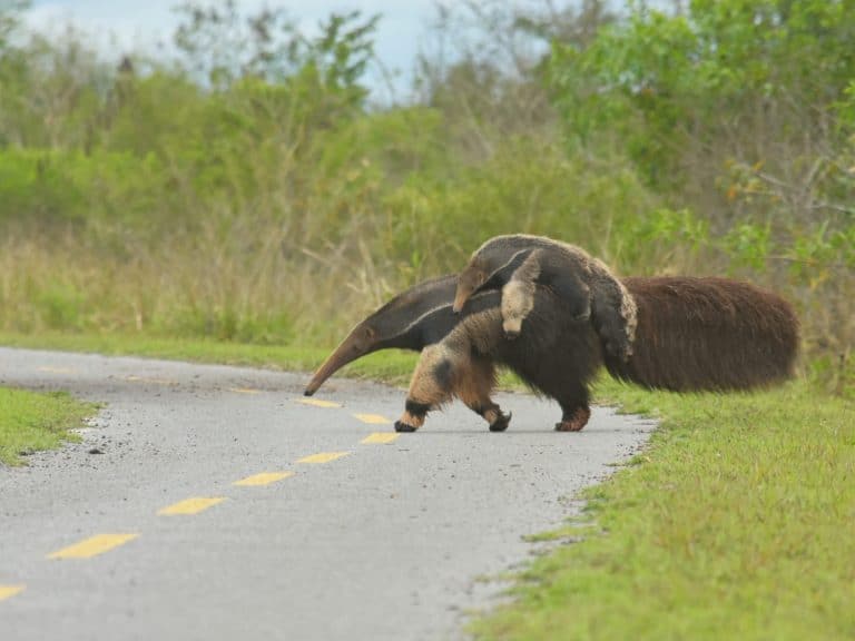 Giant anteater with baby anteater on its back, Bonito, Brazilian Pantanal
