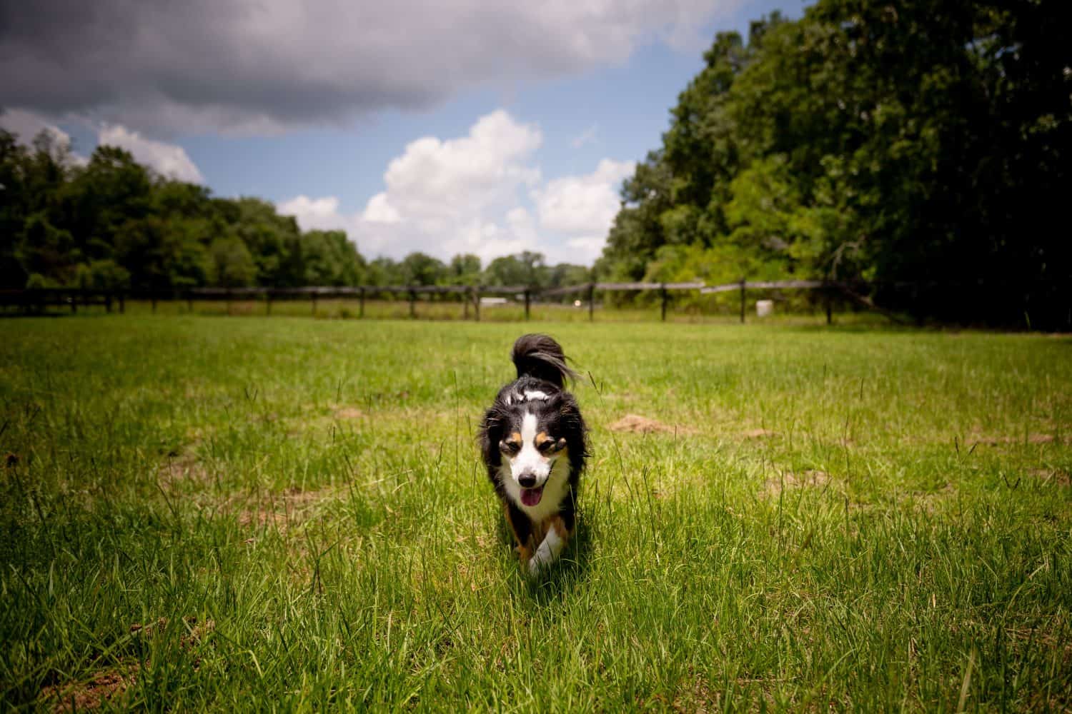 Mini Australian Shepherd walking through grass on a horse farm