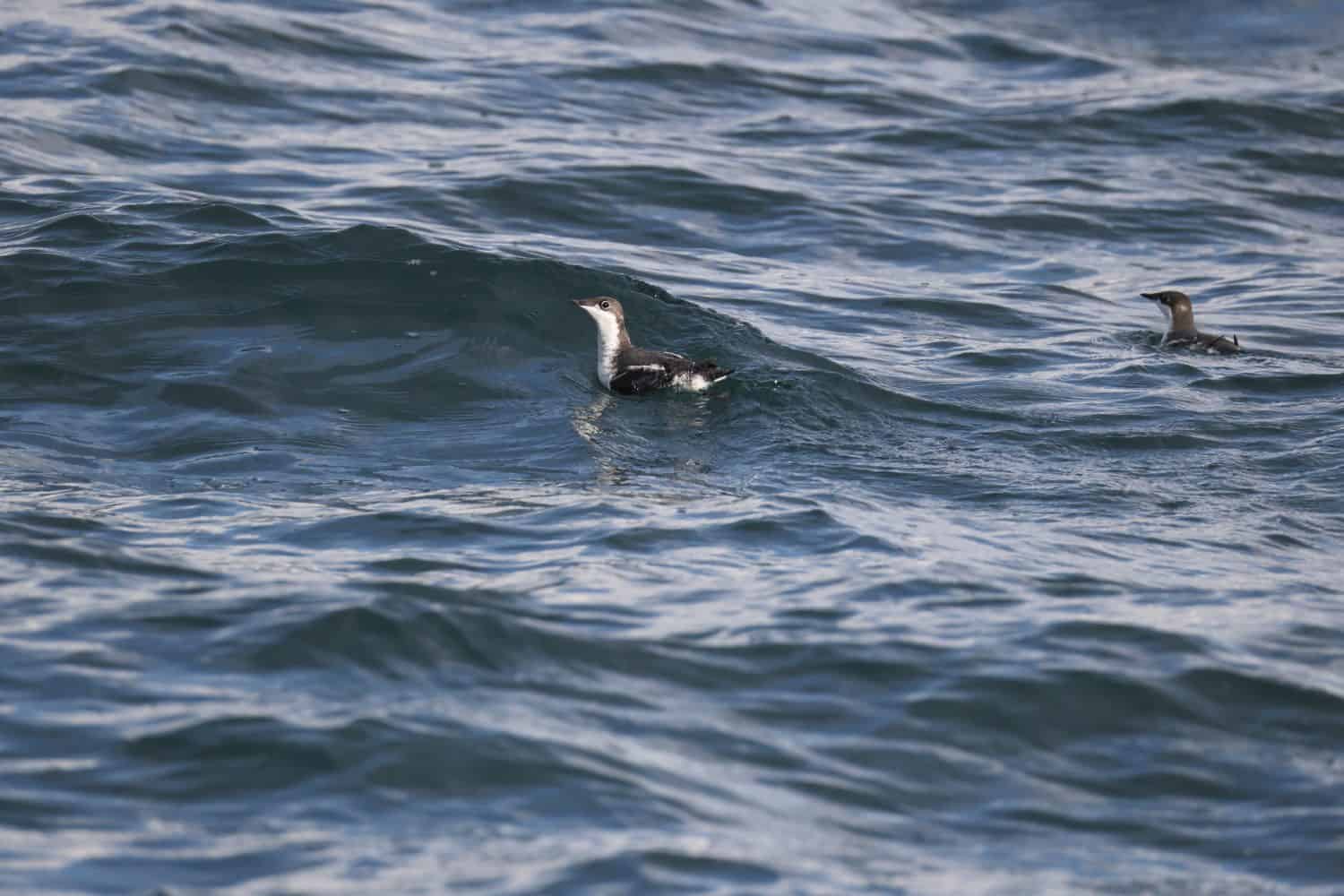 The long-billed murrelet (Brachyramphus perdix) is a small seabird from the North Pacific. This photo was taken in Japan.