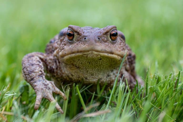 Common toad in the grass