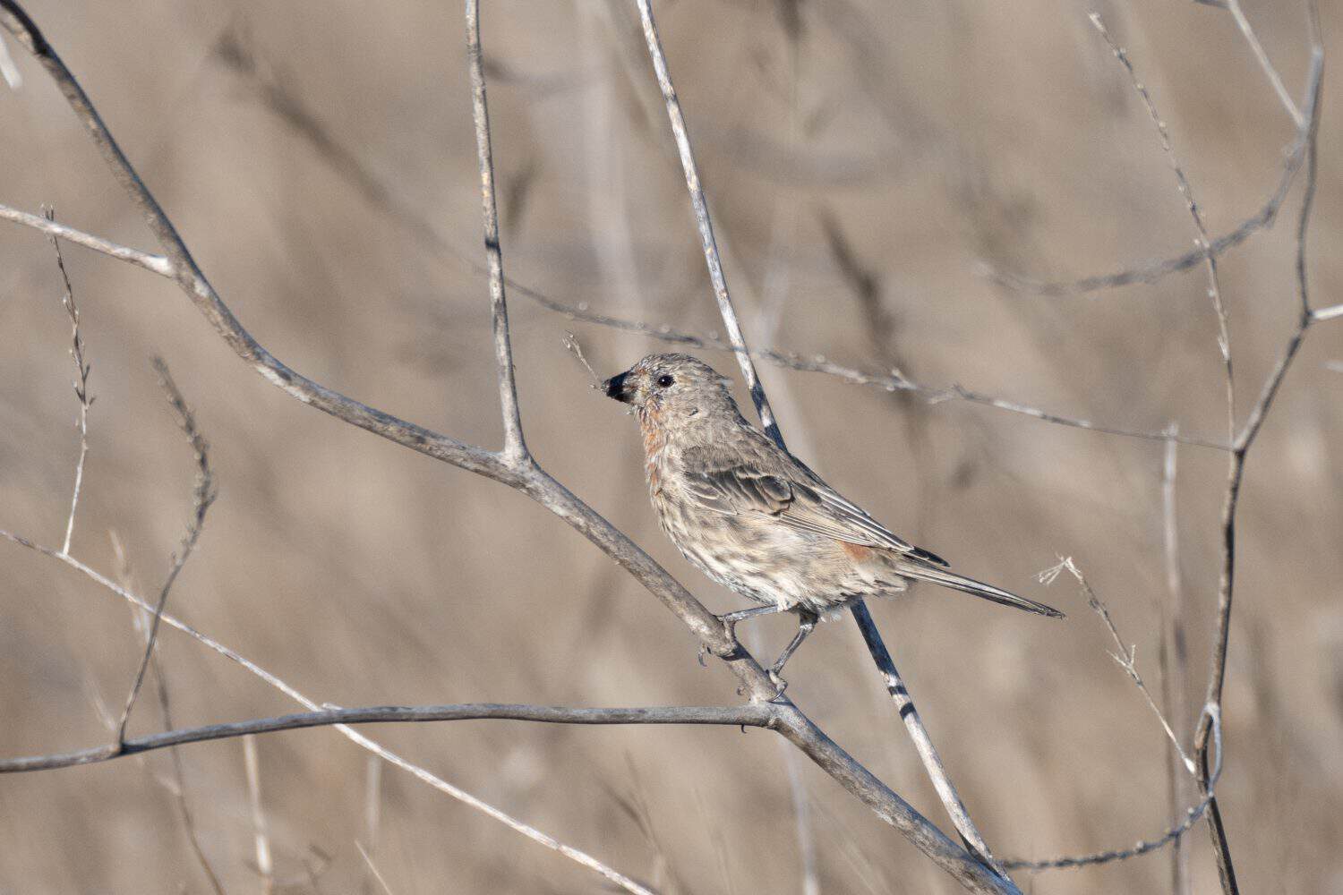 Channel Island song sparrow is firmly perched on a branch with a smaller twig in his beak.