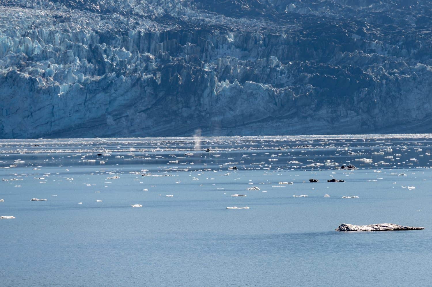 Humpback Whale Spout in front of Johns Hopkins Glacier in Glacier Bay National Park