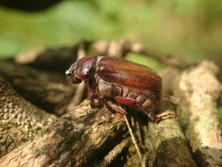 close-up of June beetles, genus Phyllophaga