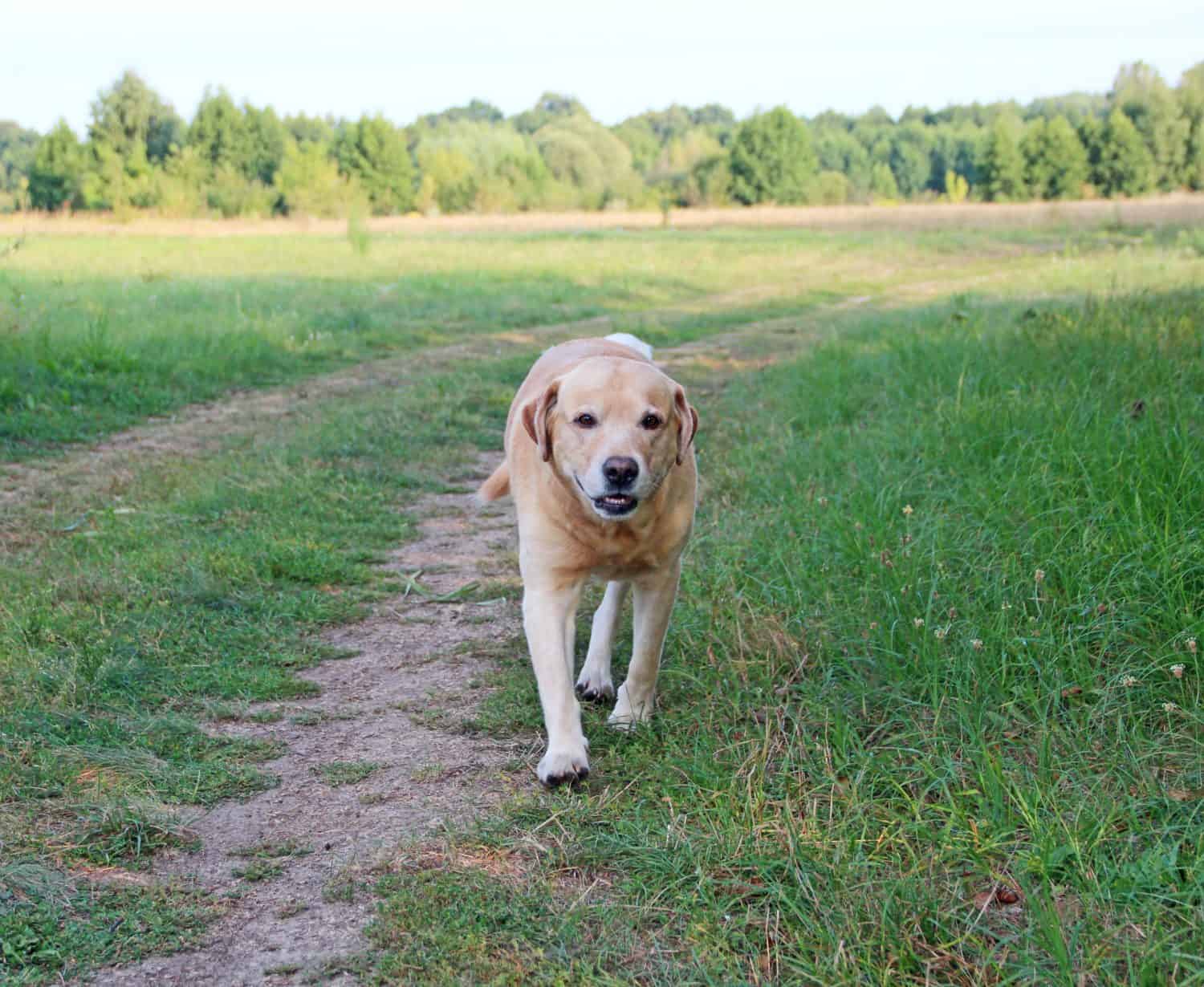 Labrador Retriever walking on the green grass. Dog walking in nature. Labrador Retriever playing outdoors. Family pets. Dog playing on summer field. Pet standing on the country road during walk