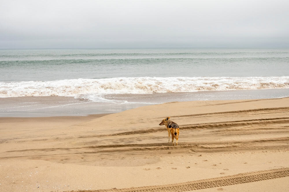 Coyote walking along the coastline of Namibia near the Atlantic Ocean, set against sandy shores and rugged coastal scenery.
