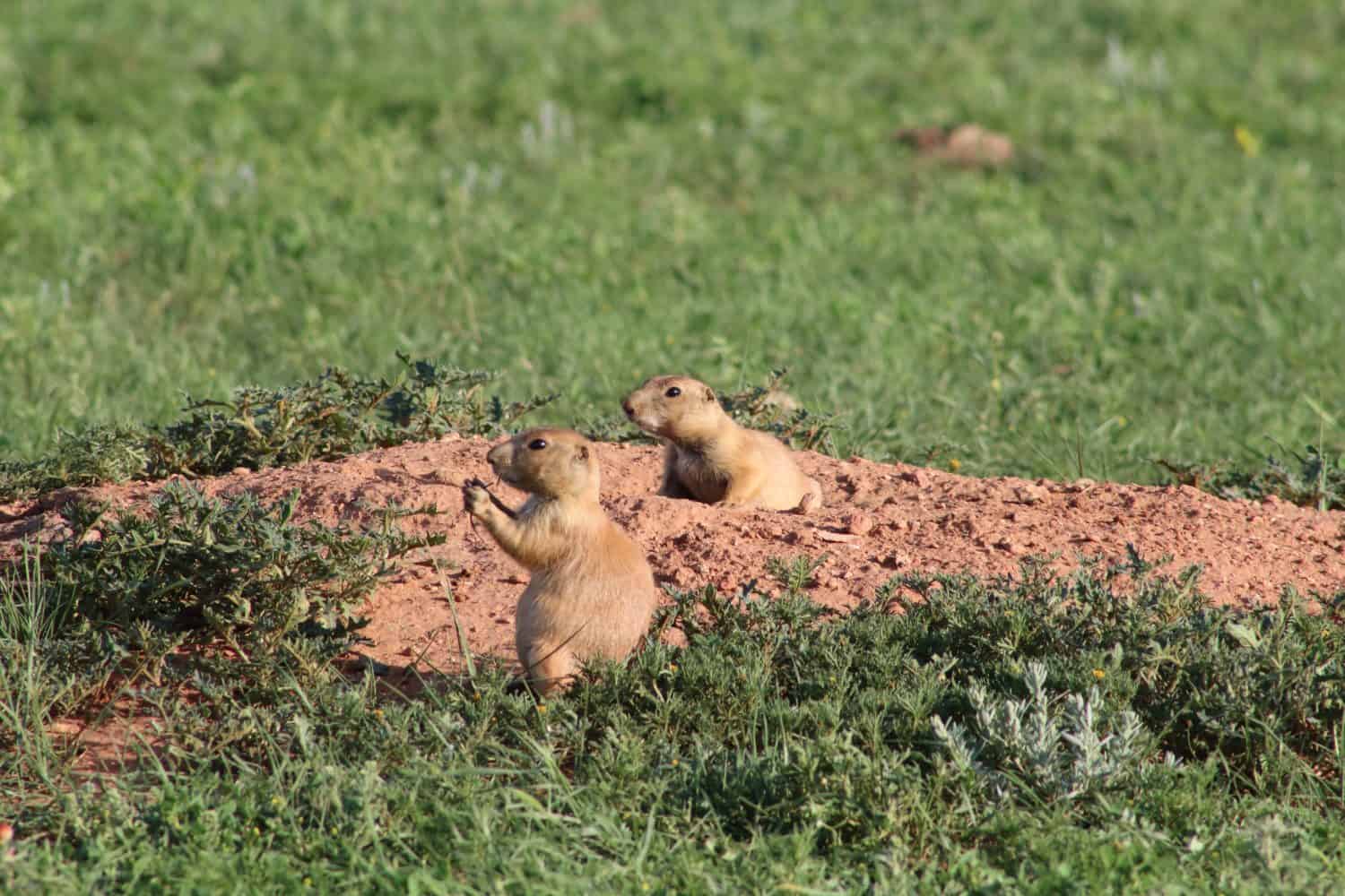 Prairie dogs on burrow mound in grassland, Custer State Park, South Dakota