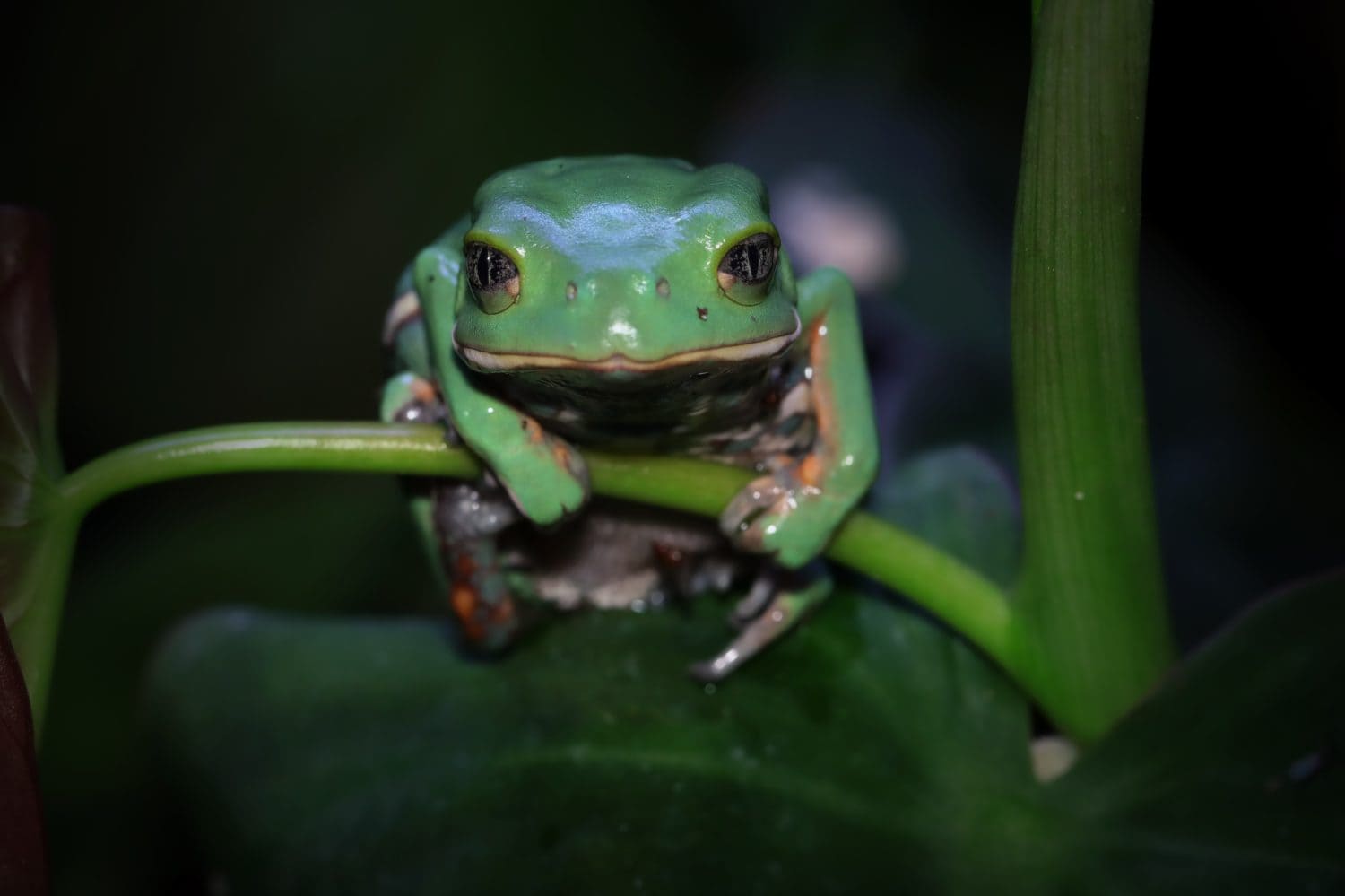 Phyllomedusa sauvagii, The waxy monkey leaf frog or waxy monkey tree frog is a species of frog in the subfamily Phyllomedusinae. It is native to South America, where it occurs in Argentina, Bolivia,