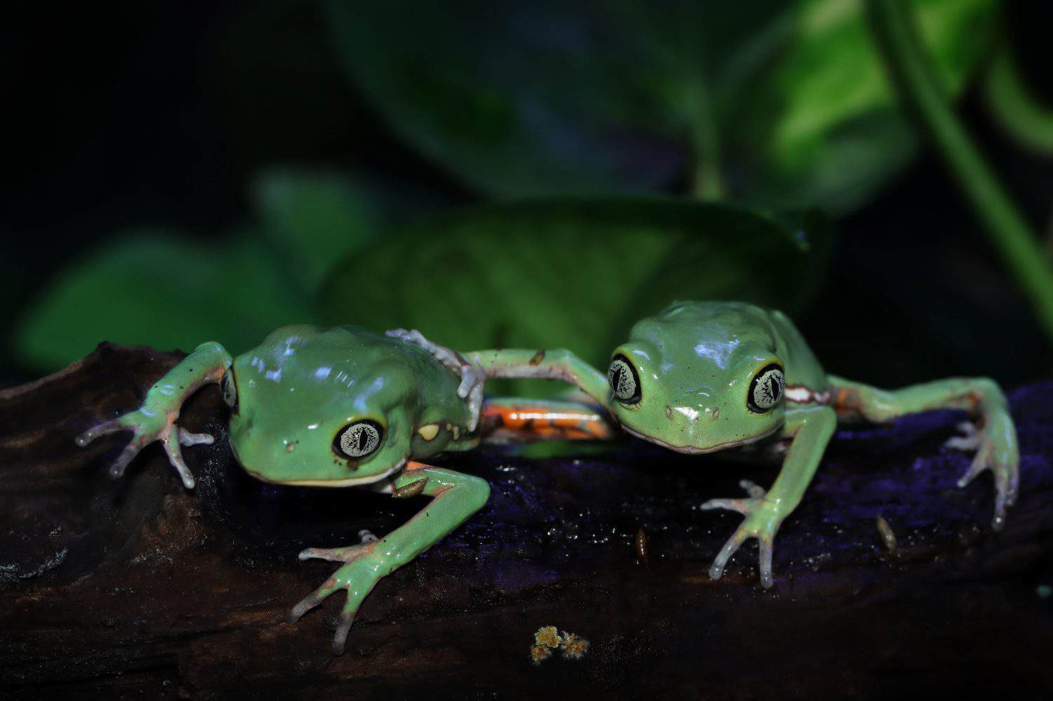 Phyllomedusa sauvagii, The waxy monkey leaf frog or waxy monkey tree frog is a species of frog in the subfamily Phyllomedusinae. It is native to South America, where it occurs in Argentina, Bolivia,