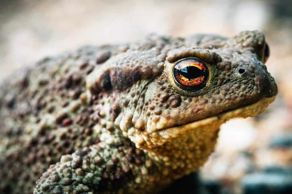 Common toad close-up sitting on the road