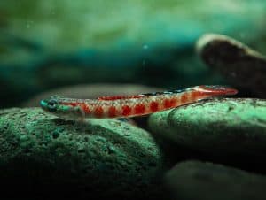 Red Aquarium Fish: 13 Types of Red Fish - A-Z Animals