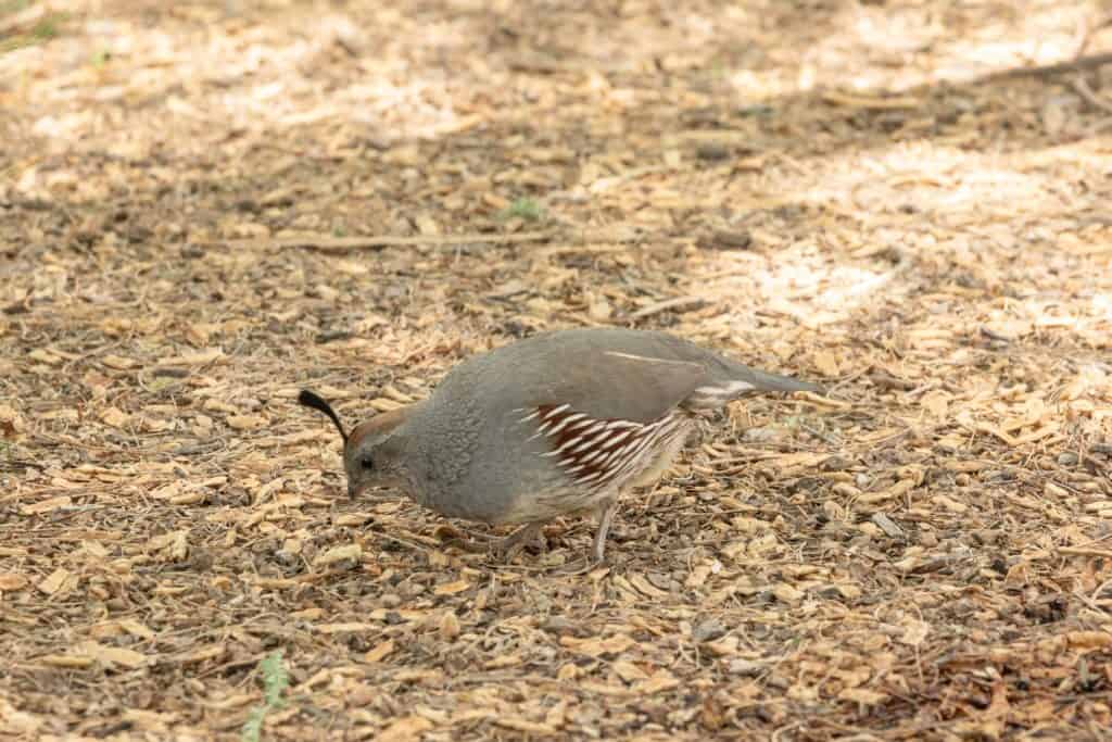 Gambel's quail (Callipepla gambelii). Riparian Preserve at Water Ranch. Gilbert. Arizona.