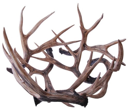 elk horns isolated on a white background. Elk antlers.