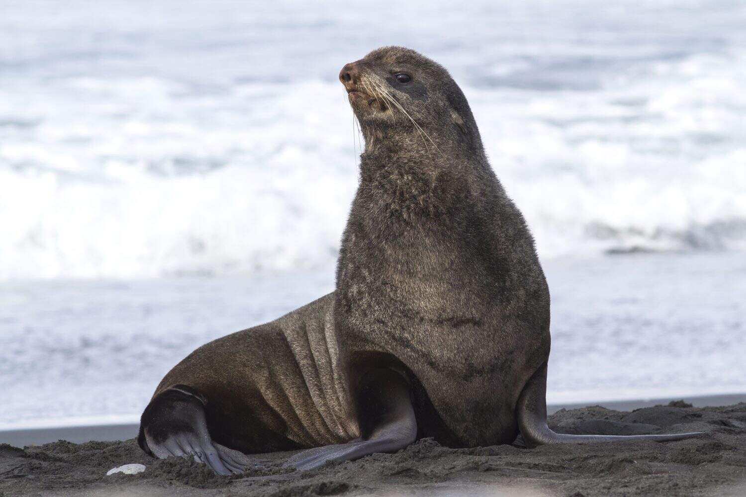 young male northern fur seal that sits on the beach on the Pacific Ocean