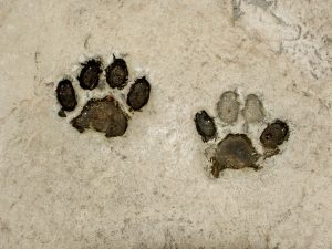 Real tiger footprints