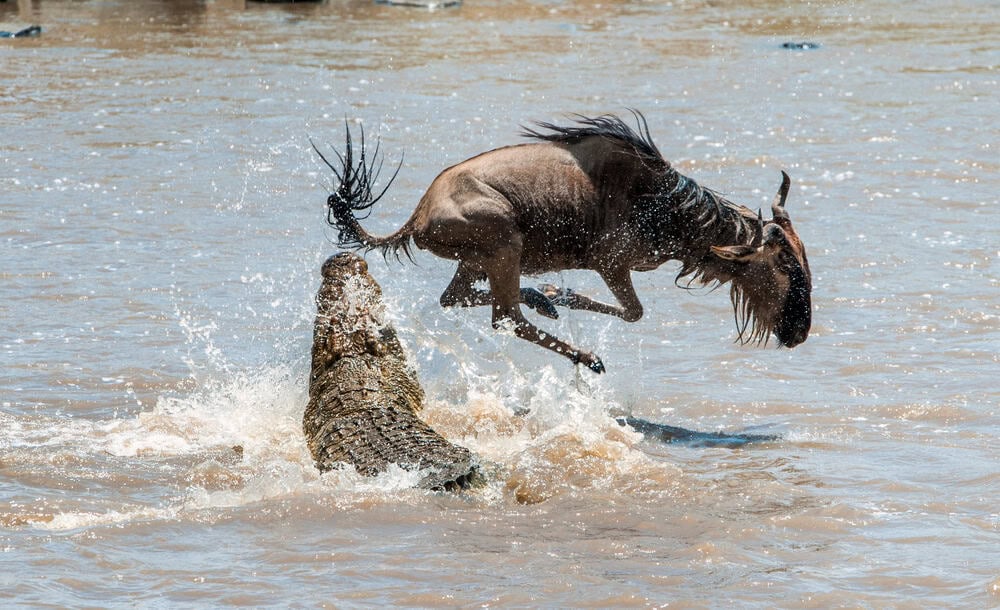 On a hair from death. \ Crossing through the river Mara.The antelope Blue wildebeest ( connochaetes taurinus ),  has undergone to an attack of a crocodile.