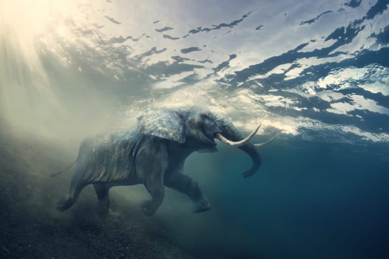 Swimming Elephant Underwater. African elephant in ocean with sunrays and ripples at water surface.
