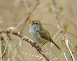 Japanese Bush Warbler