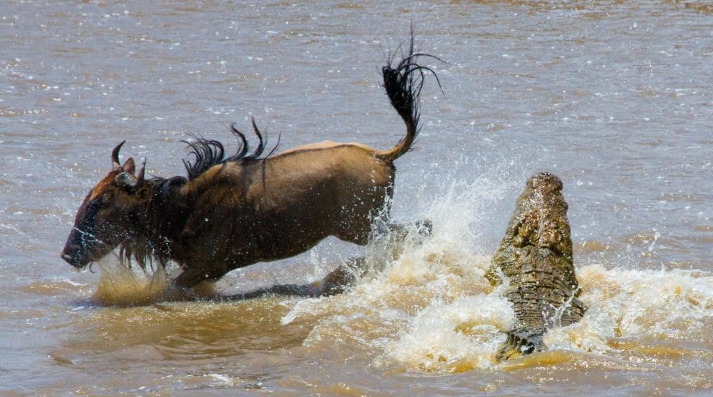 Crocodile attack wildebeest in the Mara river. Great Migration. Kenya. Tanzania. Masai Mara National Park. An excellent illustration.