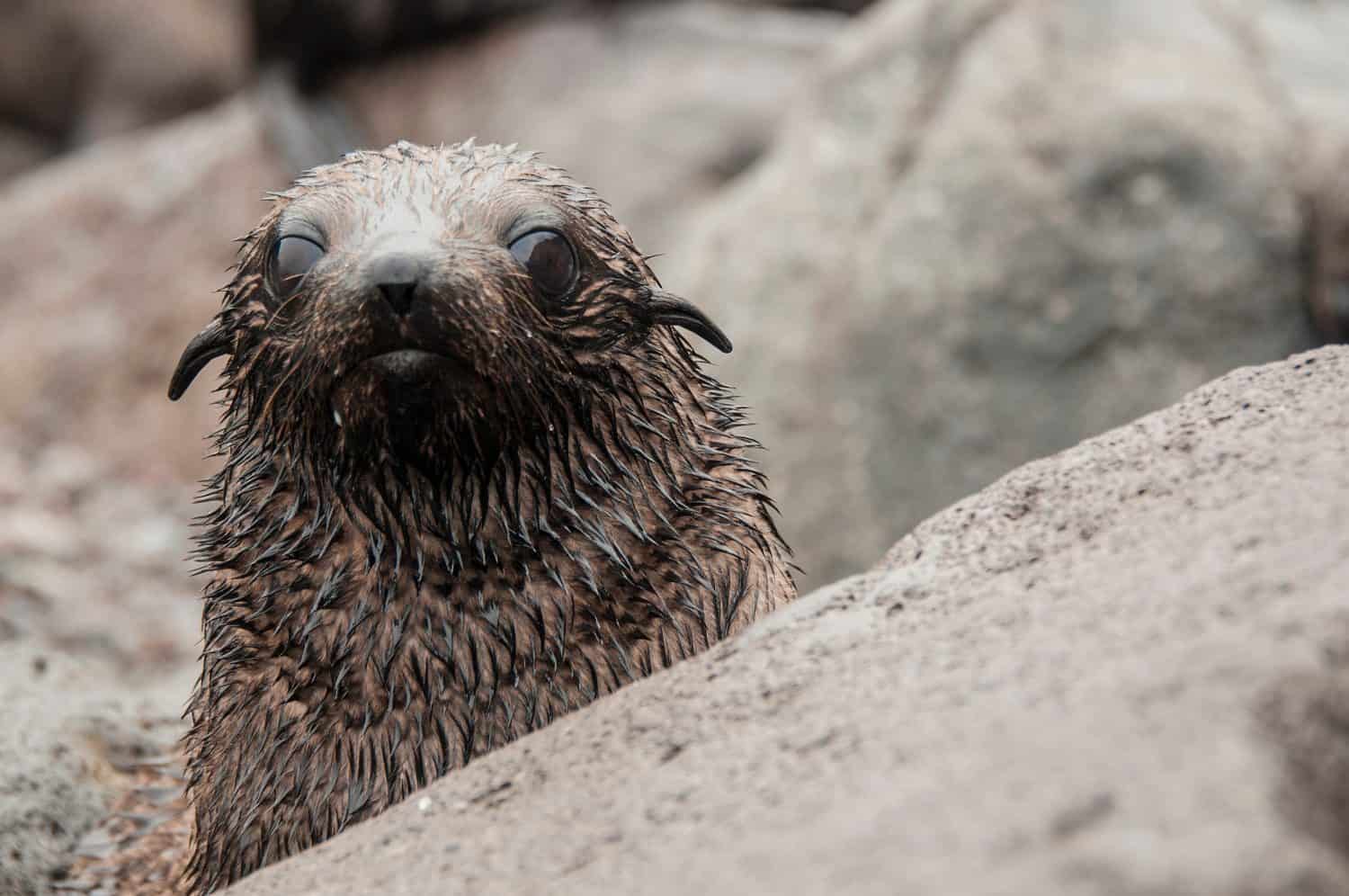 Guadalupe fur seal pup behind rock looking at camera, Guadalupe Island, Baja California, Mexico