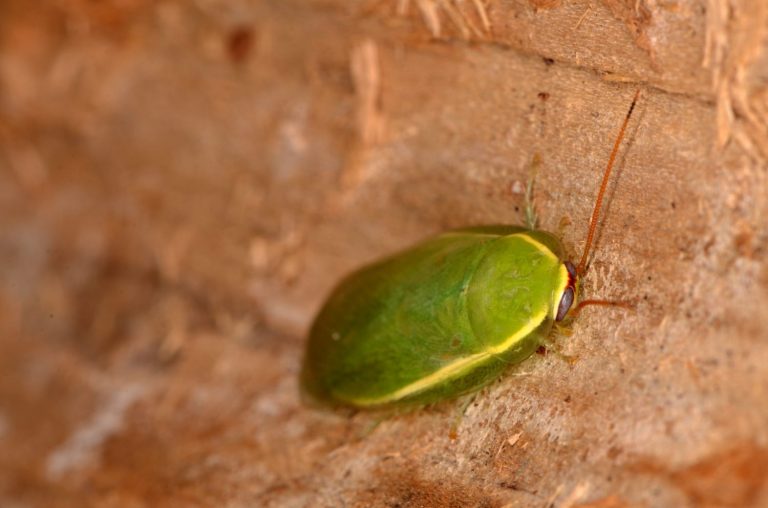 Cuban Cockroach