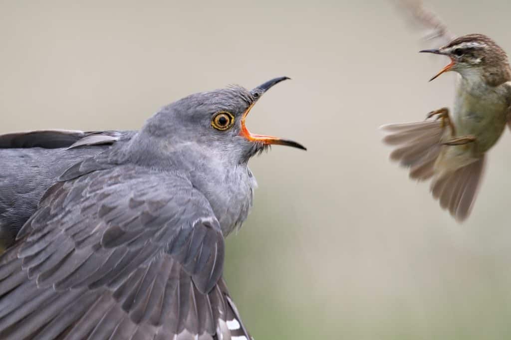 Wild adult Male Cuckoo (Cuculus canorus) being mobbed by a Sedge Warbler (Acrocephalus schoenobaenus). Image taken in Scotland, UK.
