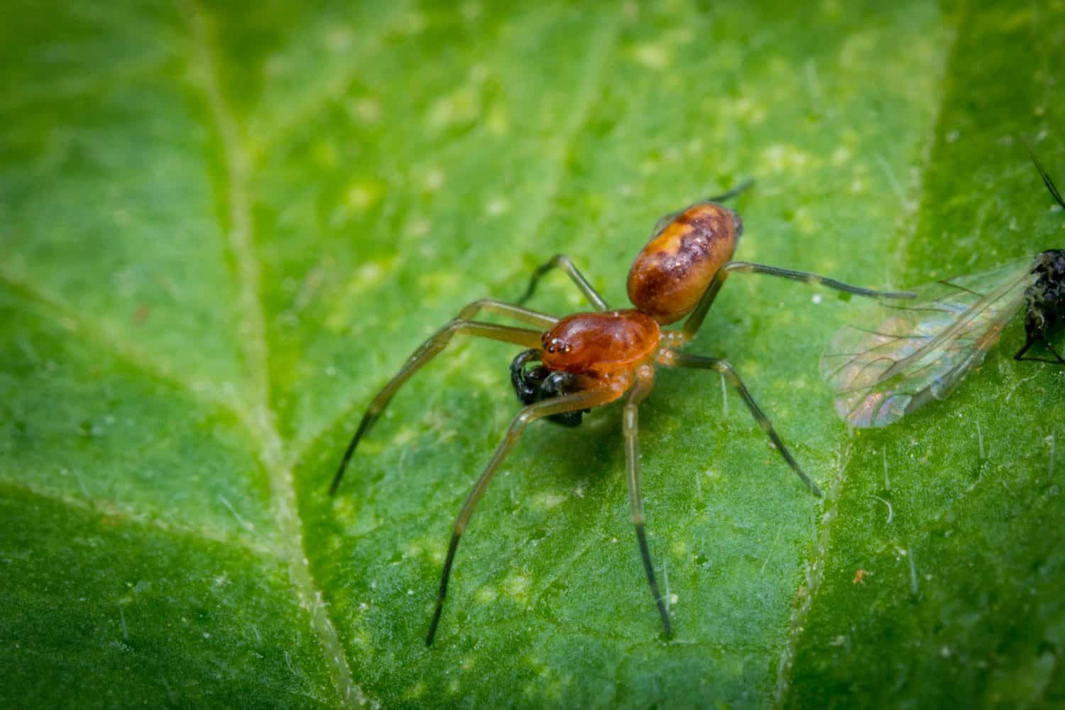 Extreme close up macro baby wolf spider on a green leaf