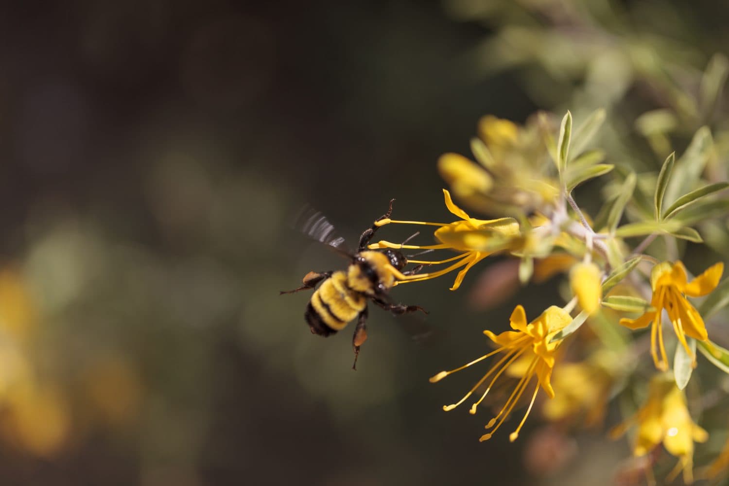 Black and yellow Western Bumble bee Bombus occidentalis gathers pollen in a Southern California garden in spring.