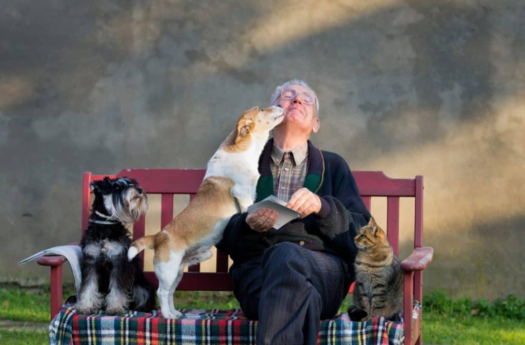 Senior man with dogs and cat on his lap on bench