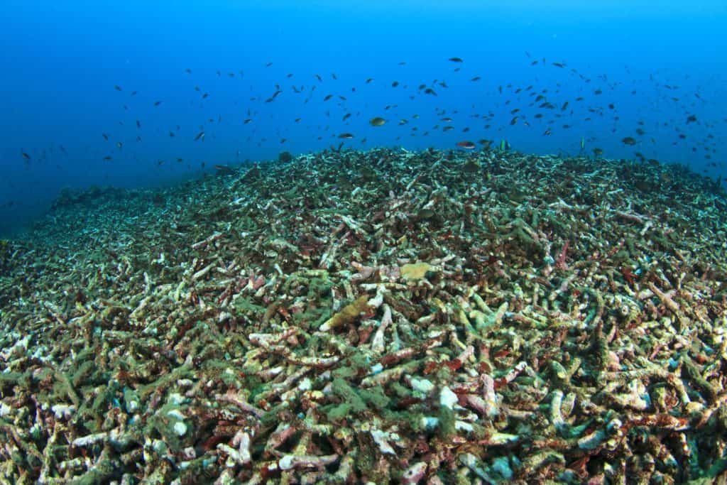 Coral bleaching: dead reef from climate change, global warming, pollution and overfishing