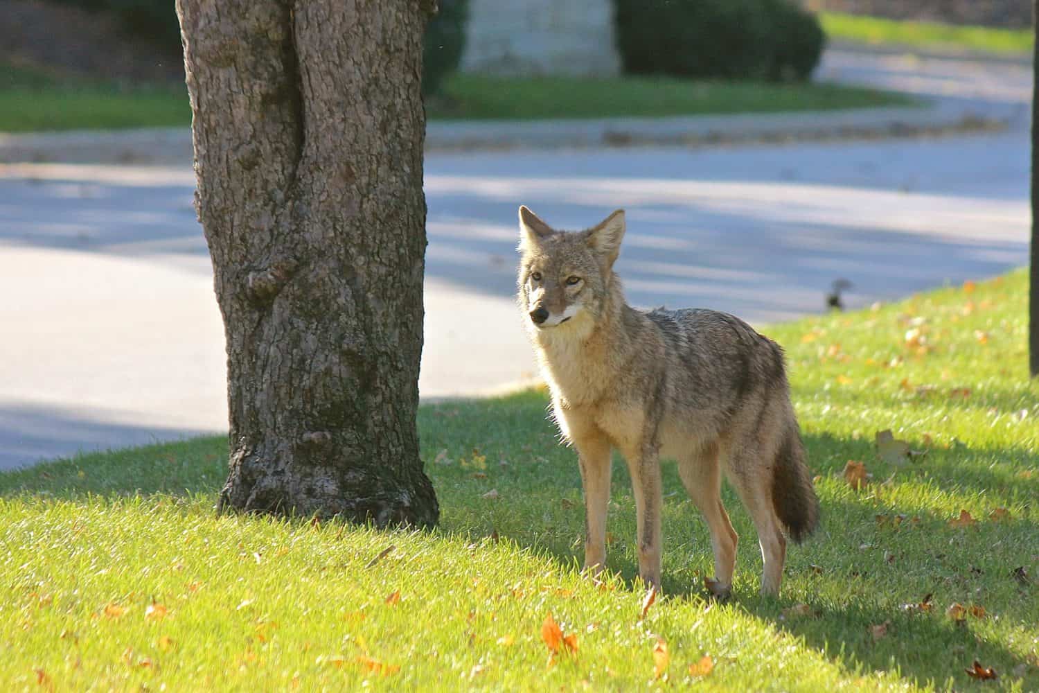 Coyote standing near a street in a suburban Chicago residential area (Cook County, Illinois, Midwest USA) 