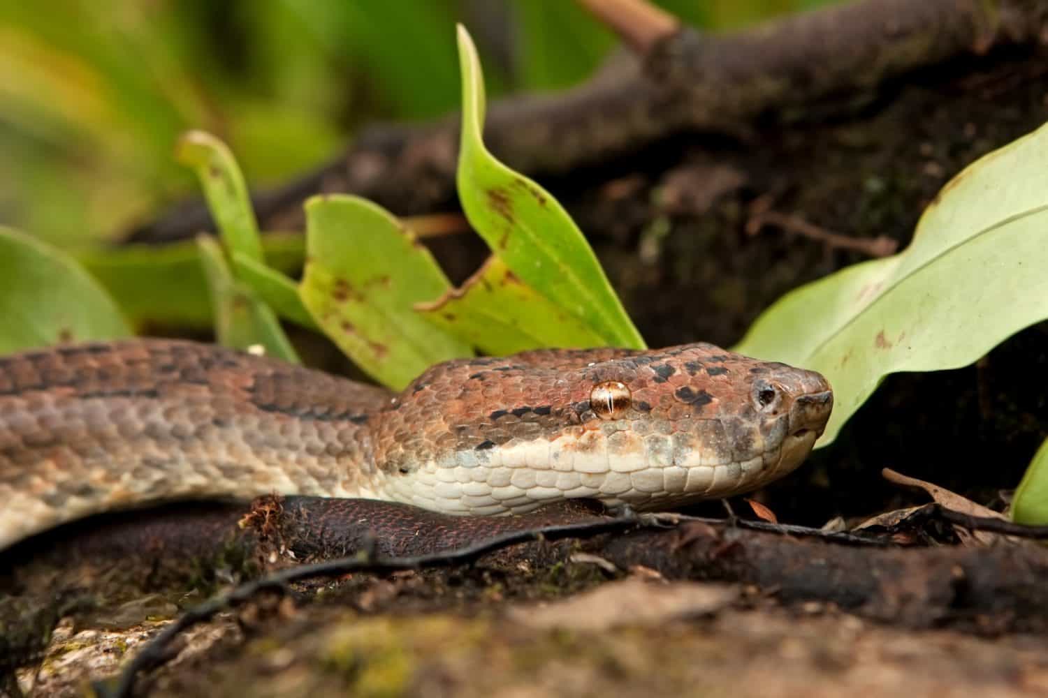 Pacific Boa Constrictor Snakes, candoia bibroni bibroni, Fiji, Viti Levu