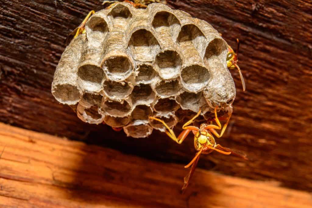 Paper Wasp (Polistes species). Texas Paper Wasp Nest with Paper Wasp Guarding. Close-up