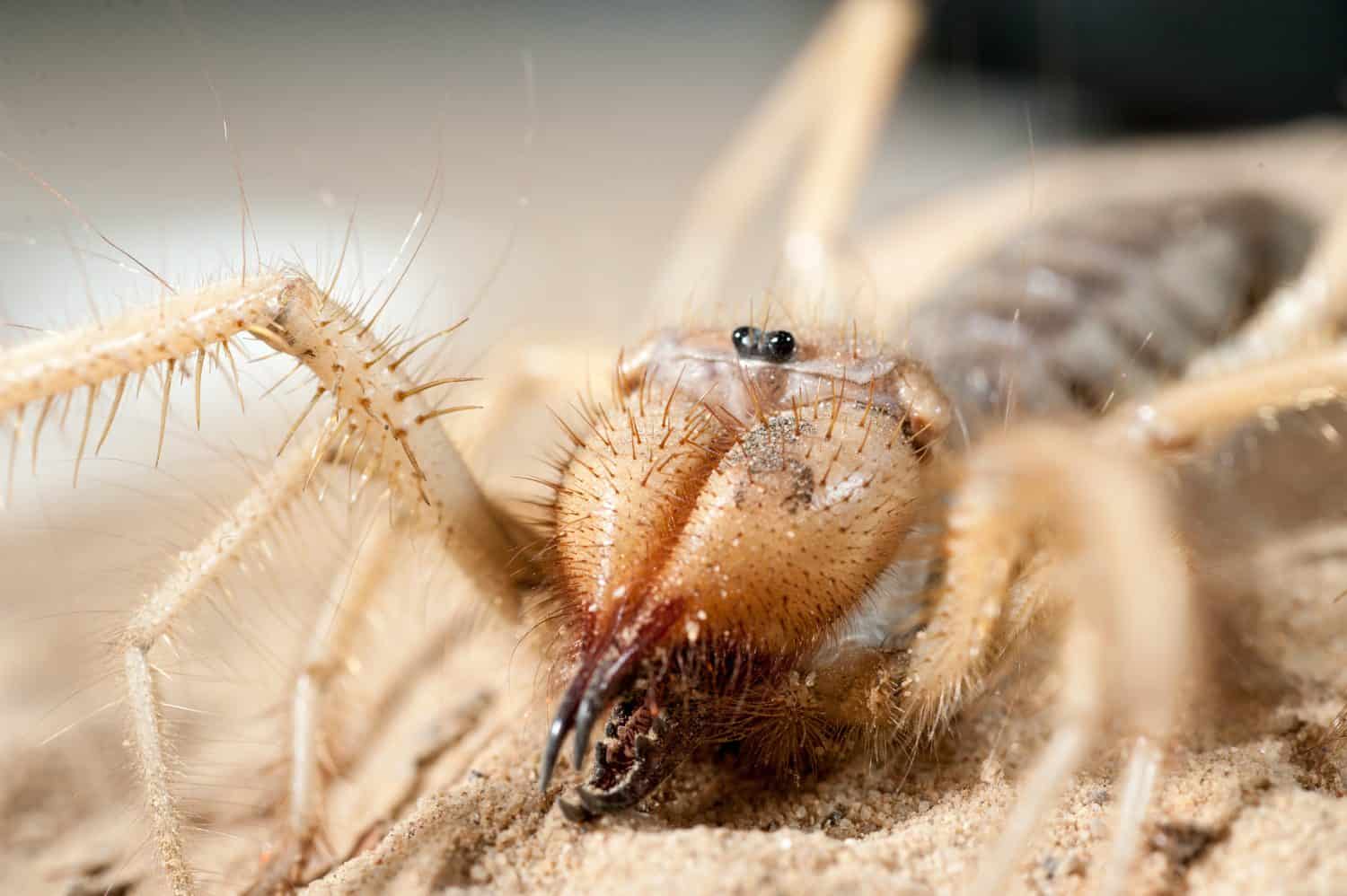 Close up of middle east wind scorpion. In the process of shooting the spider was not injured, and after it was released into the natural environment.