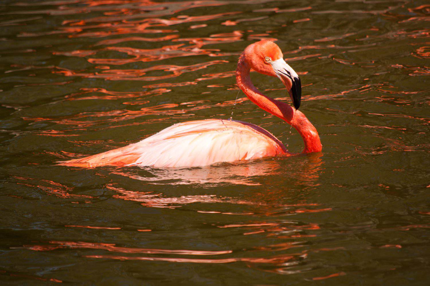 Flamingo swimming in a lake, water dripping from it' head