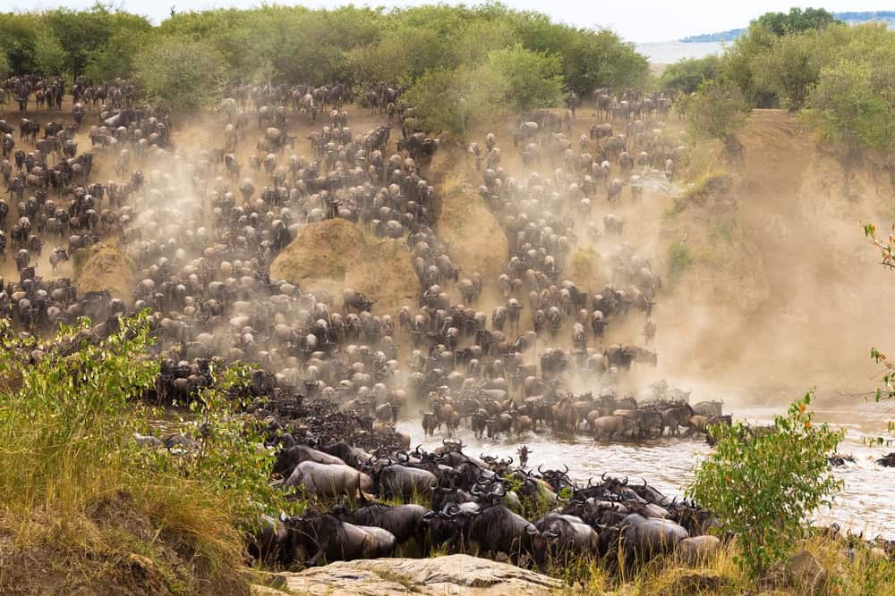 Crossing to the other side of Mara river. Masai Mara, Kenya