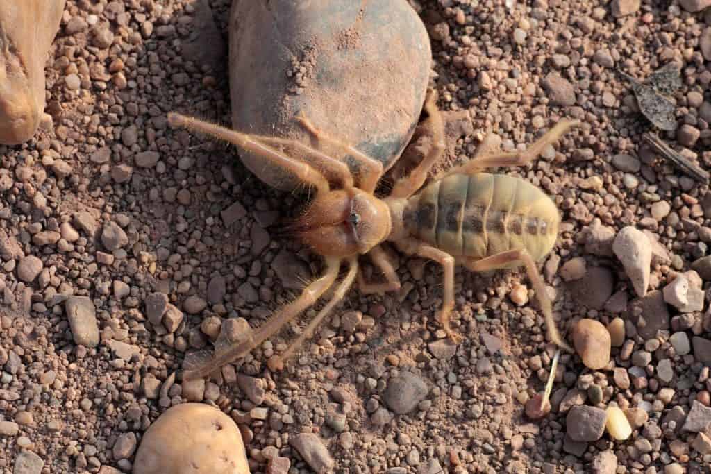 Camel spiders - Paragaleodes heliophilus are large arachnids generally inhabit warm and arid habitats, including virtually all warm deserts of West Kazakhstan. Solifuges are aggressive hunters.