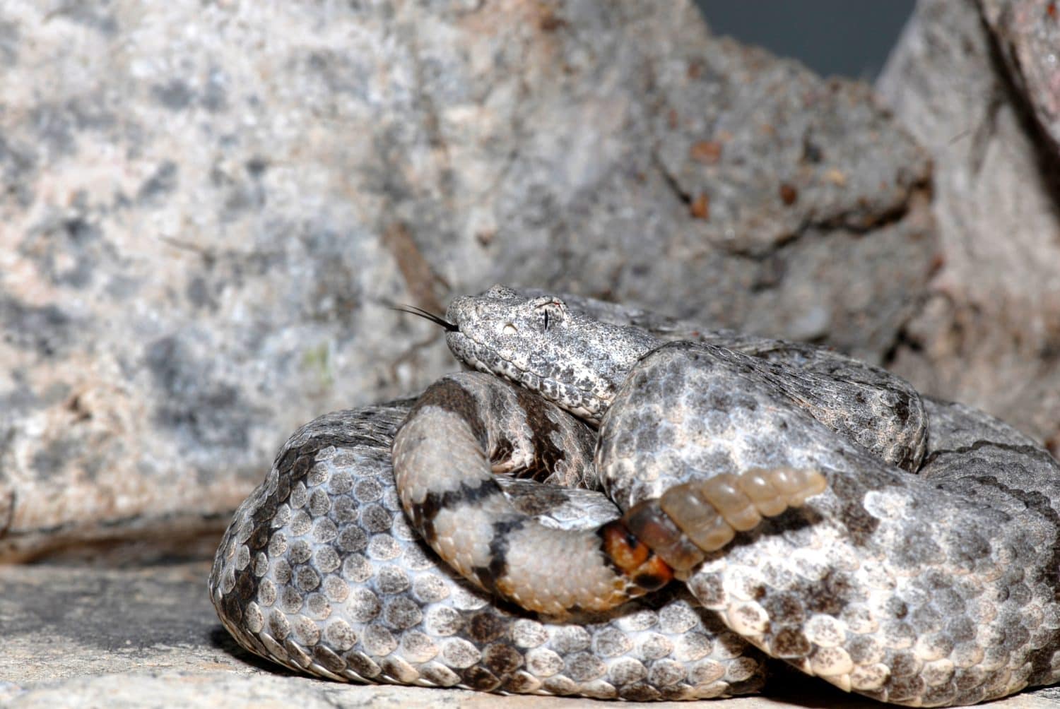 A mottled rock rattlesnake from Texas shows how well it blends into it's environment.