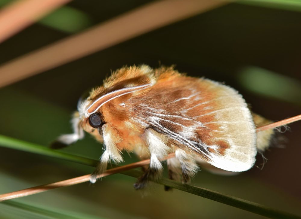 A fuzzy Southern Flannel Moth (Megalopyge opercularis) rests after emerging from its cocoon. In the caterpillar stage, they are one of the most venomous insects in the US and to be avoided at all time