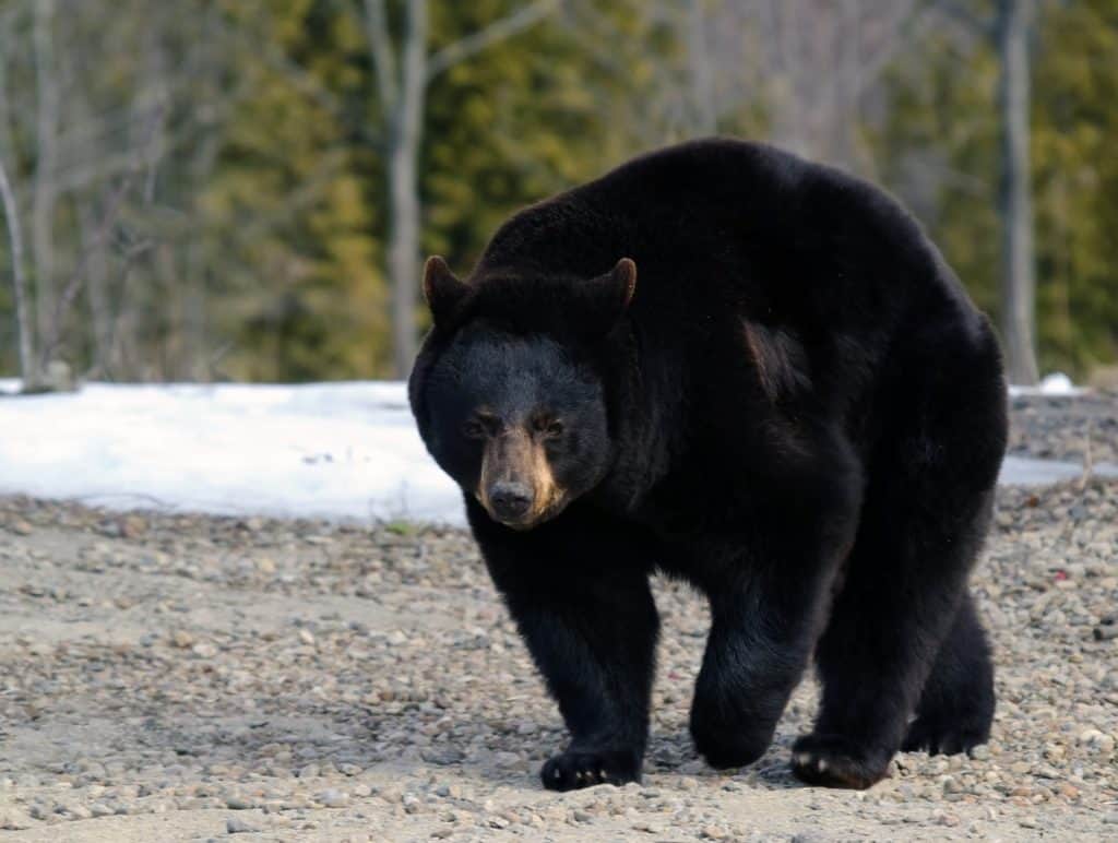 A big black bear in early Spring