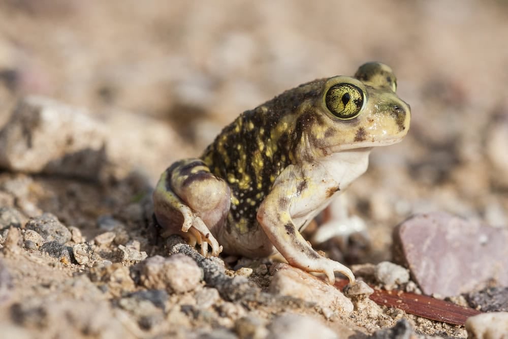 Couch's spadefoot toad or Couch's spadefoot (Scaphiopus couchii) is a species of North American spadefoot toad (family Scaphiopodidae). Photo taken in Arizona.