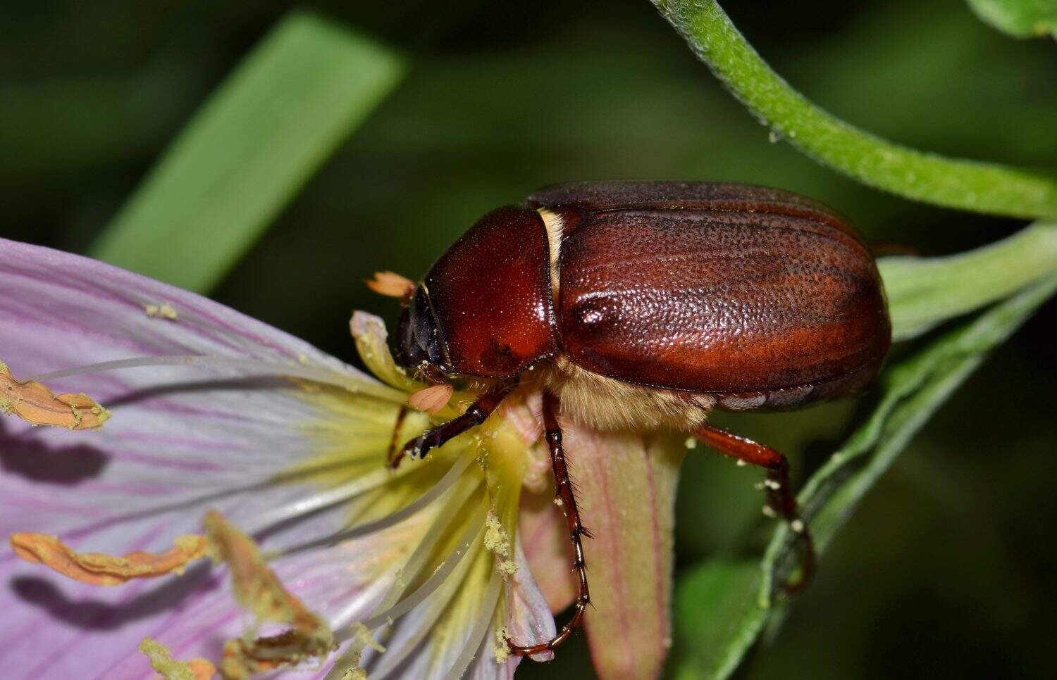June Bug is active during the night hours as it searches for plant food on this flower. A common beetle found in many parts of the world with many species. 