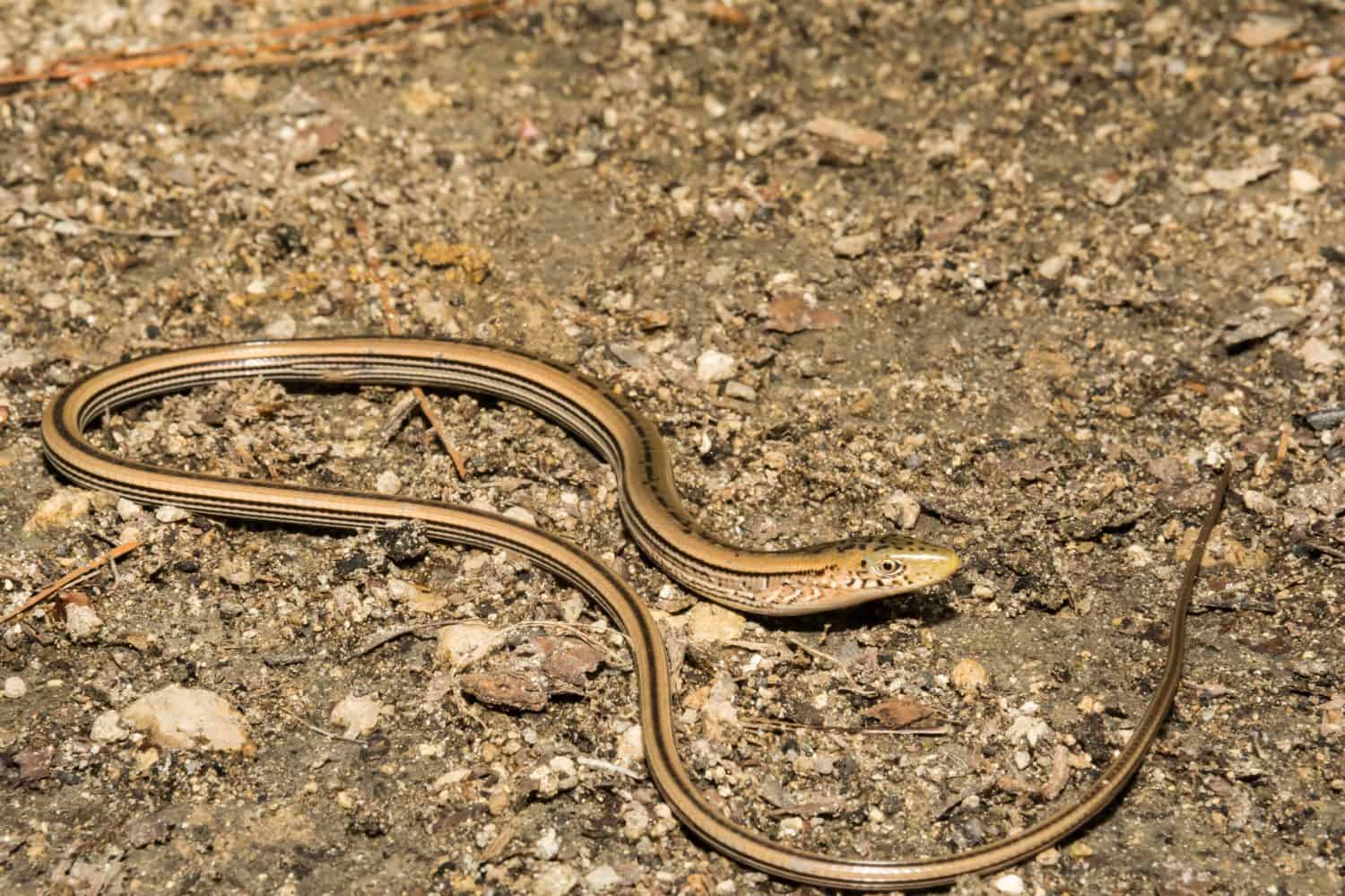 Slender Glass Lizard