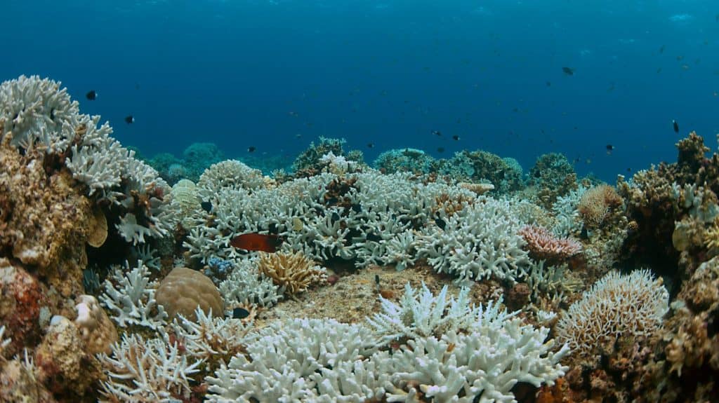 Coral bleaching occurs when sea surface temperatures rise.