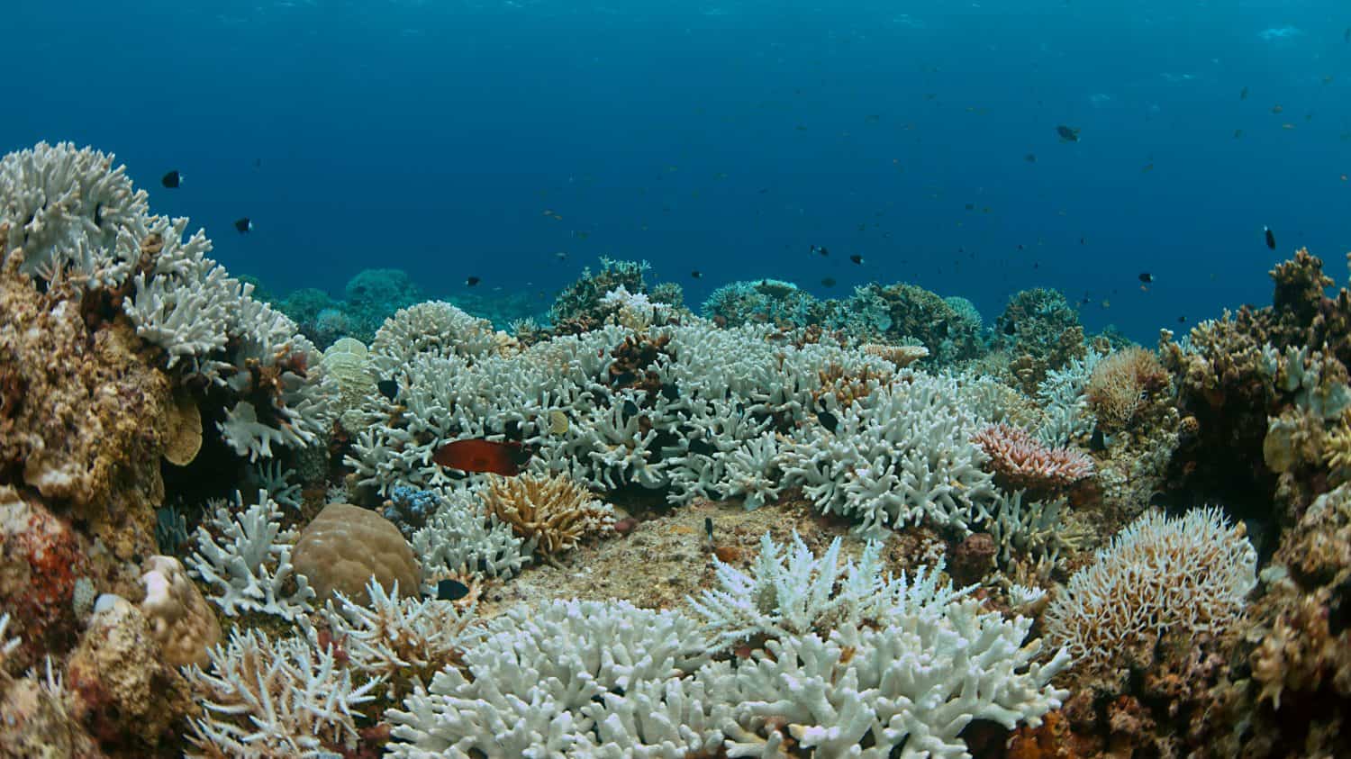 Coral bleaching occurs when sea surface temperatures rise.