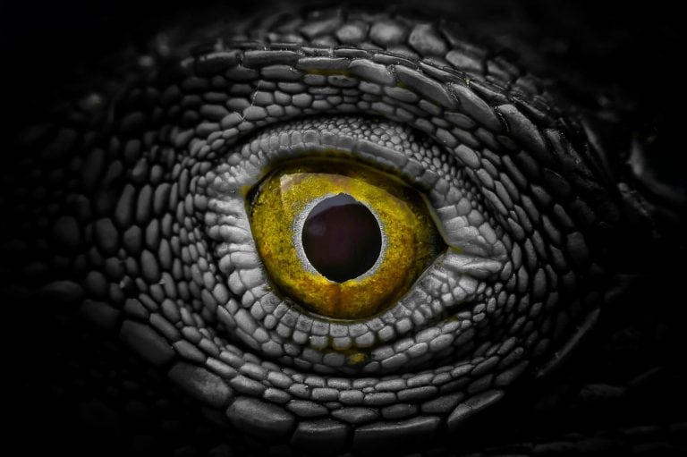 Halloween's eye, Eyes of horror, Eyes of devil or Eyes of monster Included horror,thriller,freaky and mystery from all over the world into this eye.
