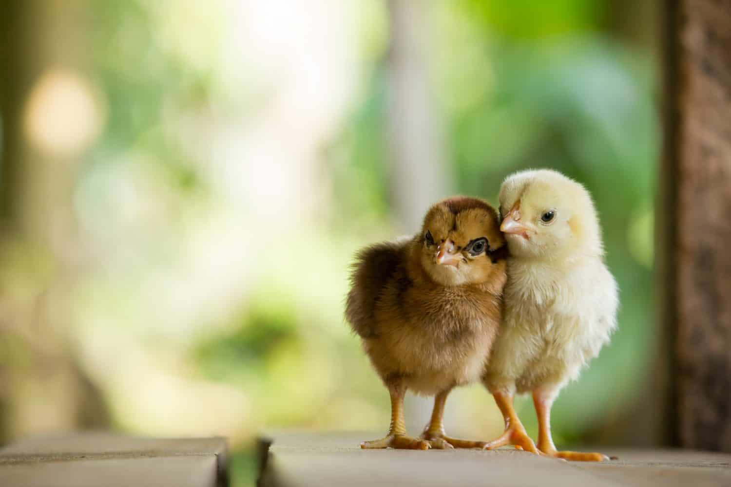 Twin or couple of little chickens friend between brown and yellow color on green or natural background and on wood floor, Both of chicks, Newborn of chickens for concept design and decorative workings