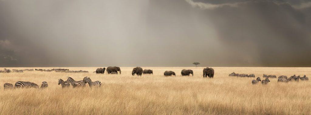 Stormy skies over the red oat grass of the Masai Mara. A panorama with herds of elephants and zebra during the annual Great Migration.