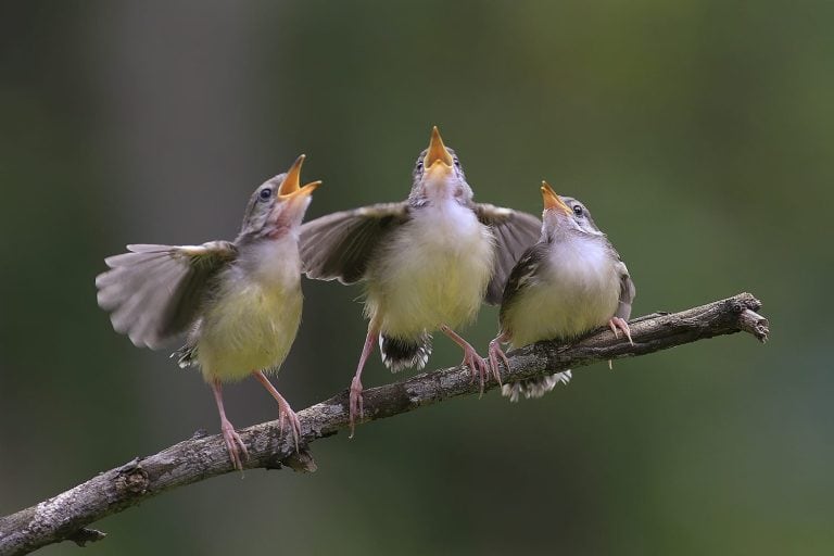 the birds singing